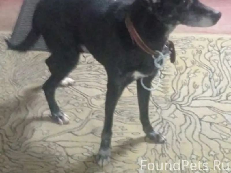 Найден кобель, Якшур-Бодьинский тракт 5 км