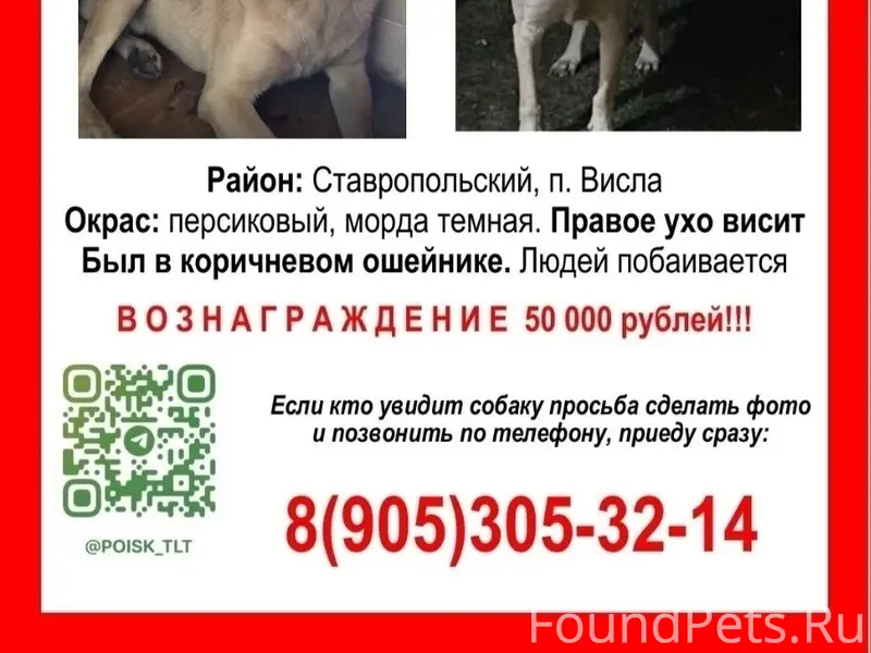 Пропала собака Персик, Тольятти