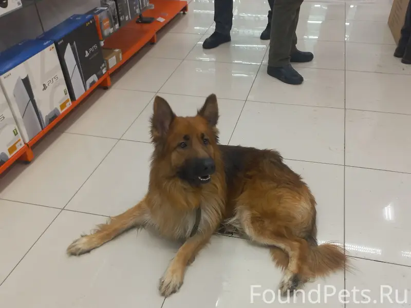 Найден домашний пёс с ошейником, ДНС у Оранж Мол