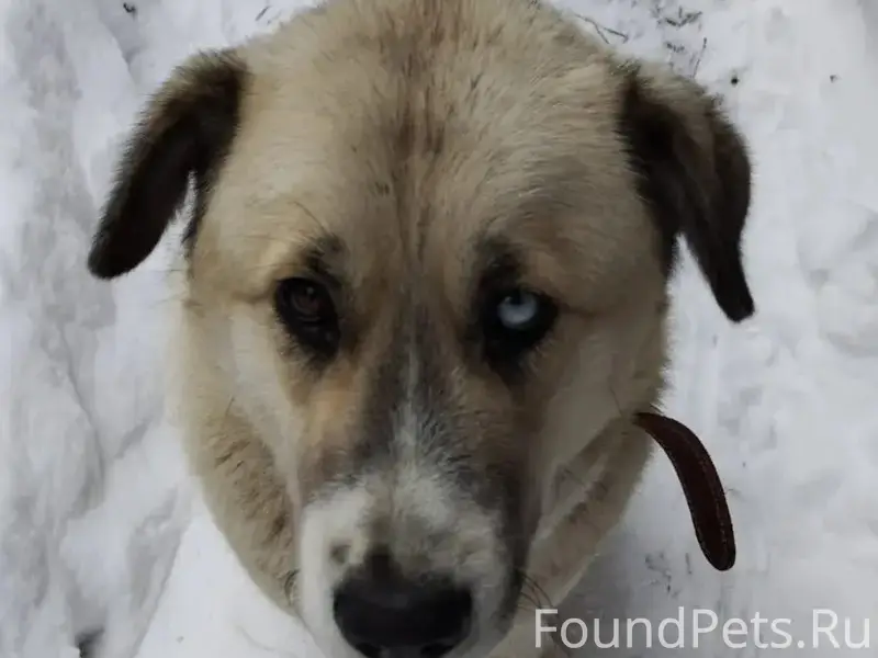 Пропала собака, ул. Октябрьская