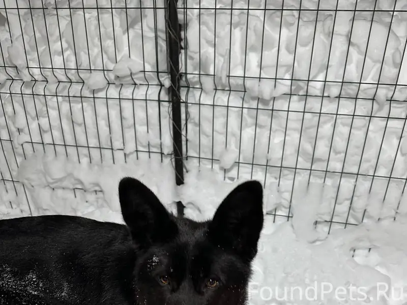 Найден пёс, местоположение неизвестно