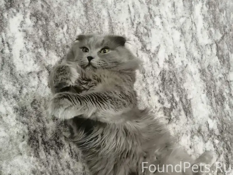 Пропал кот Кекс