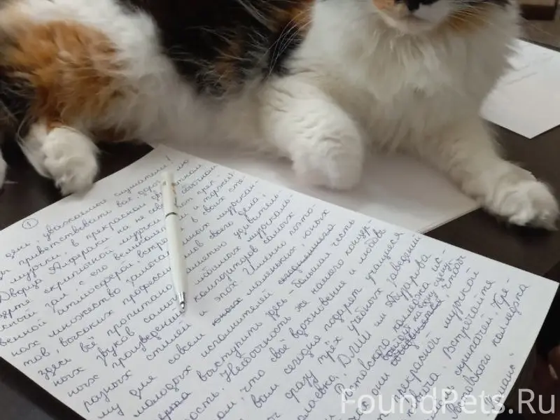 Пропала трёхцветная кошка Феня, пер. Парковый