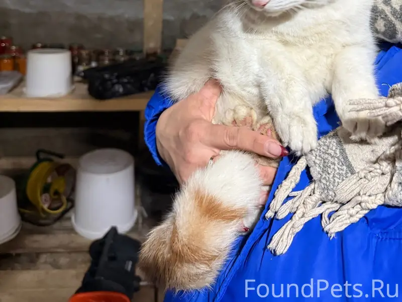 Найдена белая кошка, деревня Богданиха
