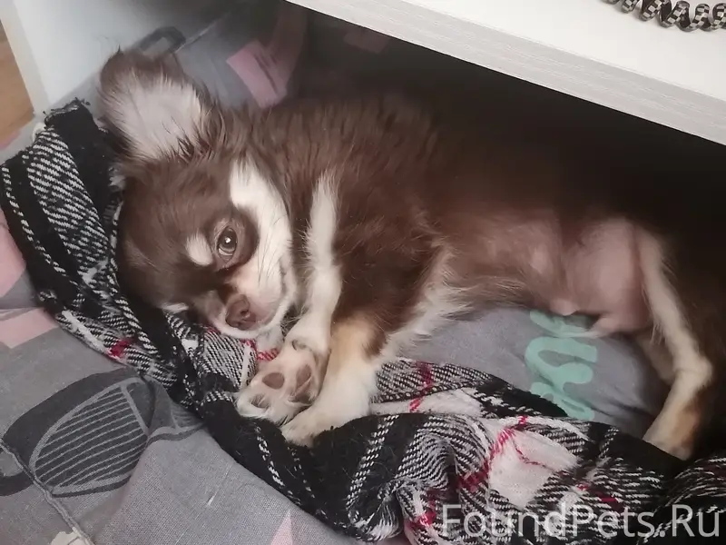 Пропал Чихуахуа, потерялся у магазина «да»