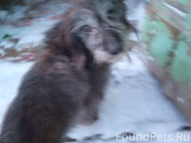 Найден метис таксы, 68 район деревни Чупино