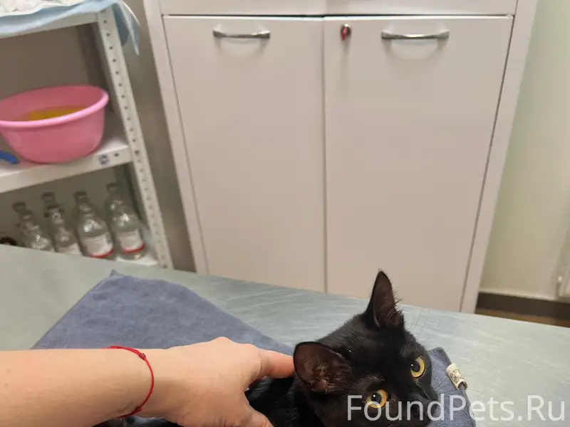 Найдена кошка, Репина 13