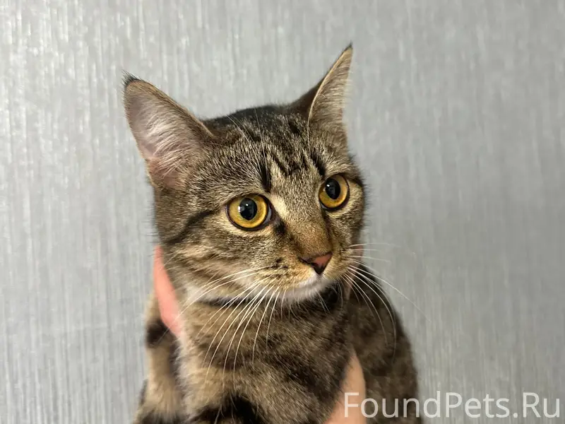 Найдена кошка, Куйбышева 14