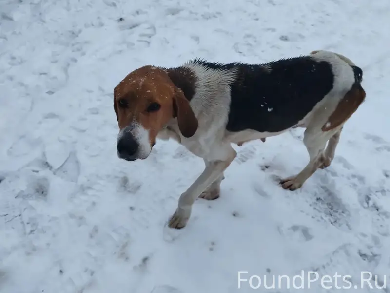 Найден асоциальный пёс, Белтекс