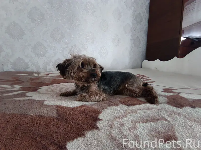 Найден пёс, Баево