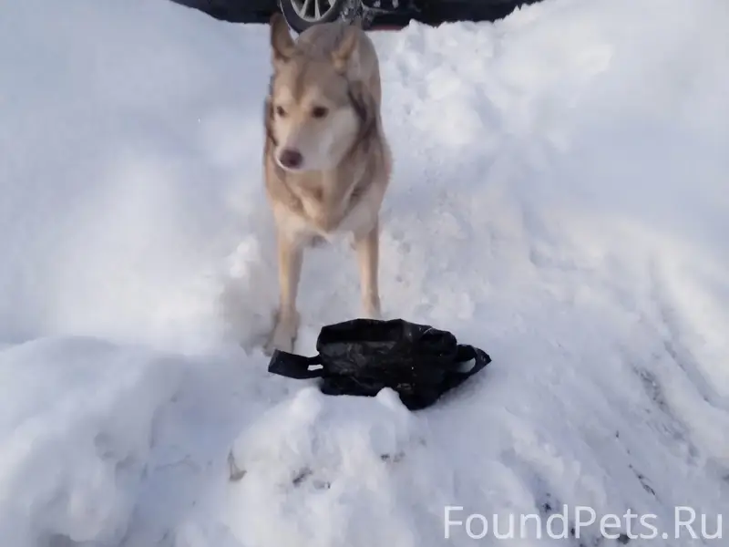 Пропала собака фенотип хаски, Мурманск