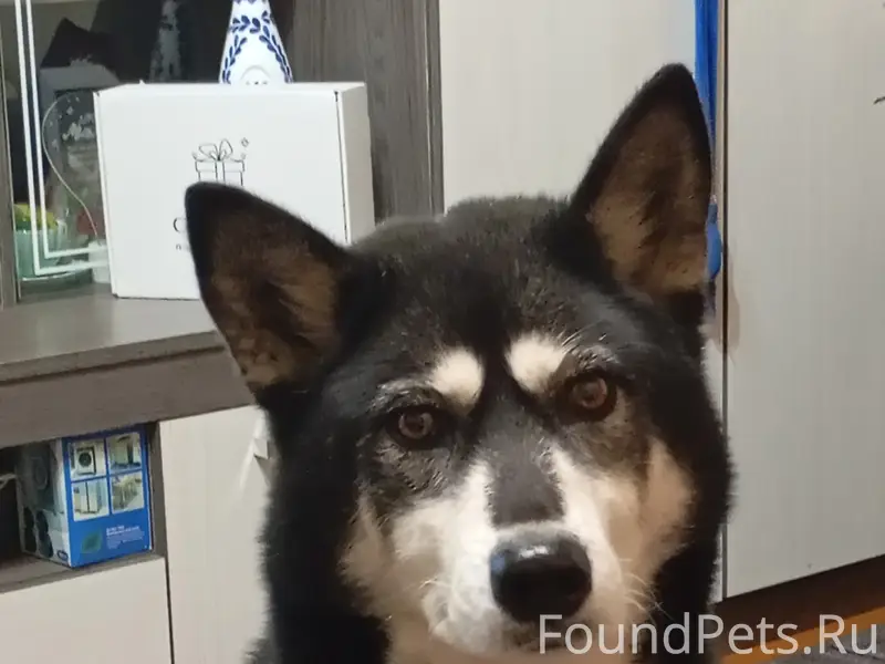 Пропала метис Хаски и лайки Эльза, улица Попова