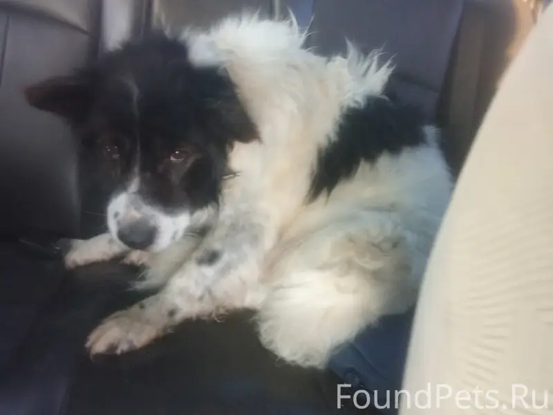 Найден кобель, Тимашево