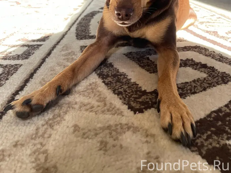 Пропал пес, район клуба глухонемых, Макаренко