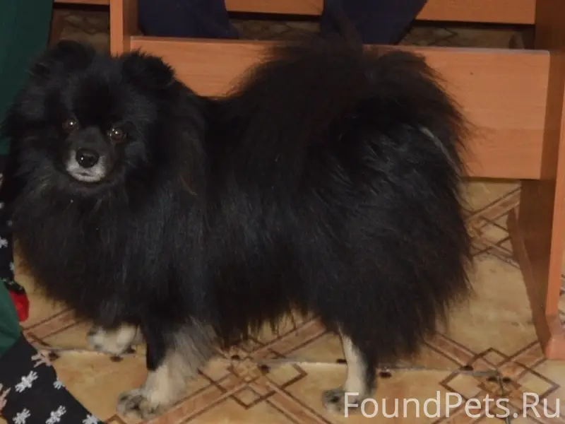 Пропал немецкий шпиц, Великолукский район