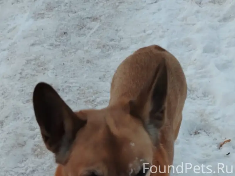 Найден кобель, Новополоцк, район Купалы 15