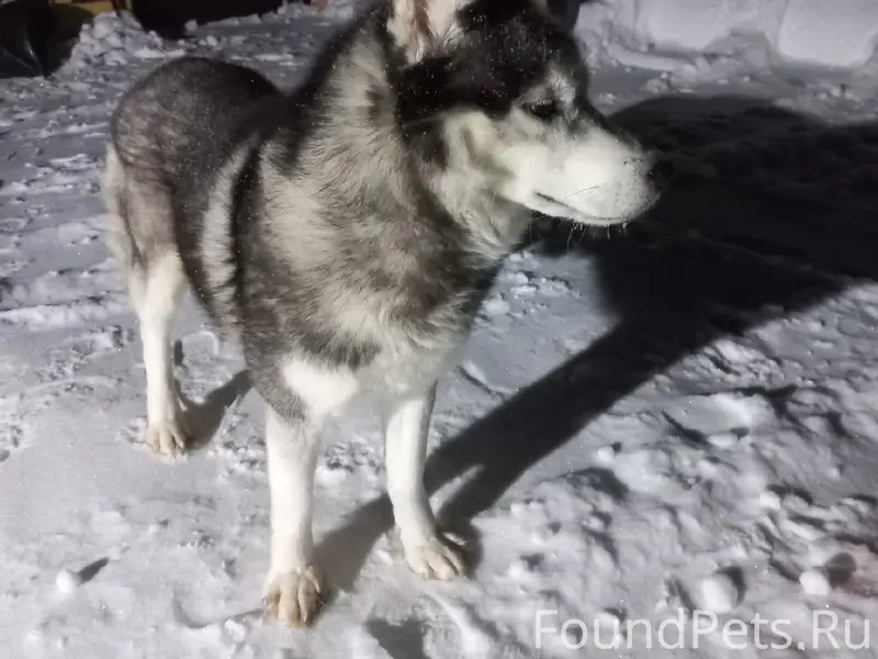 Пропал хаски Фрост, г. Печоры