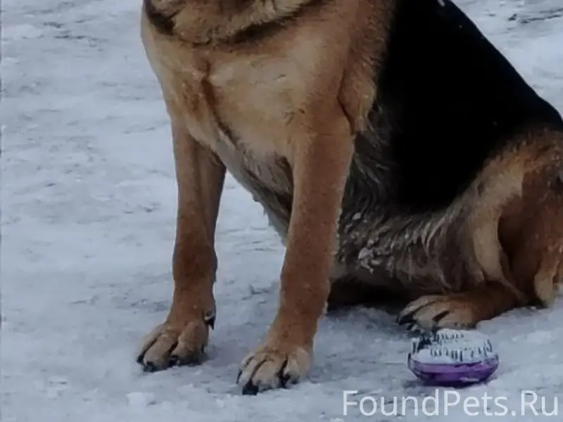 Найдена овчарка, Коломна