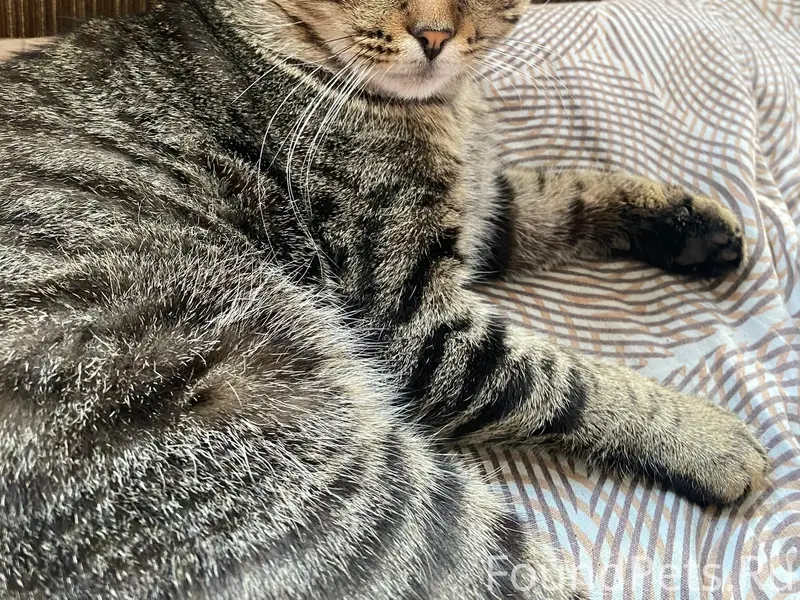 Пропал кот Барсик, район Октябрьская, Калинина, Лазарева