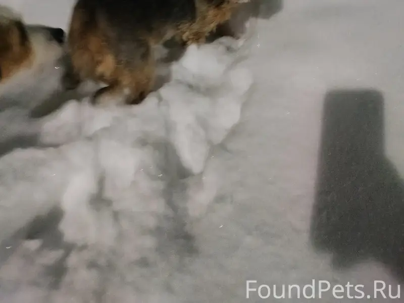 Найдена собака, посёлок Солнечный, Завьялово