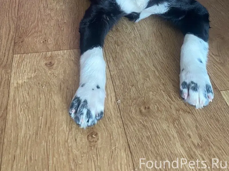 Пропала собака, вниз от Рахманинова, 3а