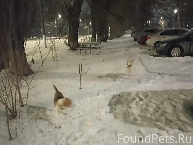 Найден щенок-подросток бигля и дворняжка, плк 52