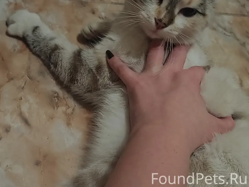 Найдена домашняя кошка, Майский парк, Бежицкий район