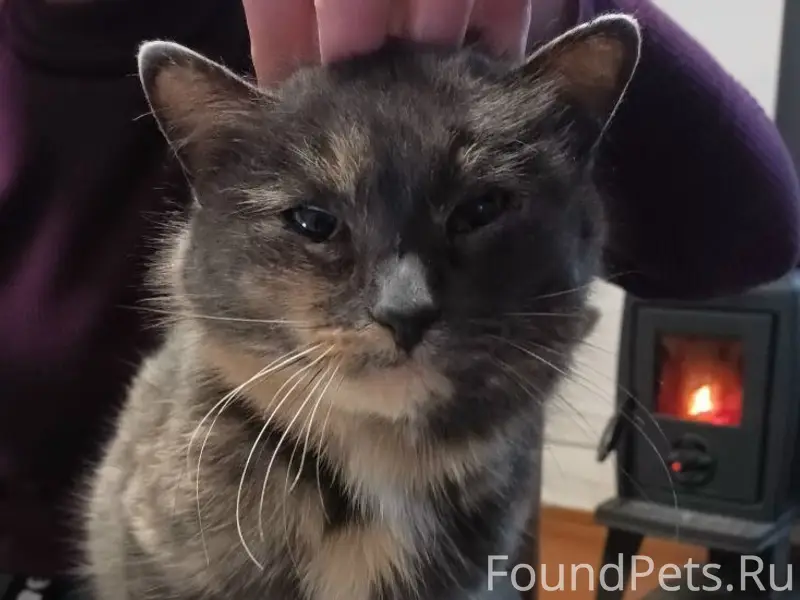 Найдена кошка, село Маэкса, Белозерский район