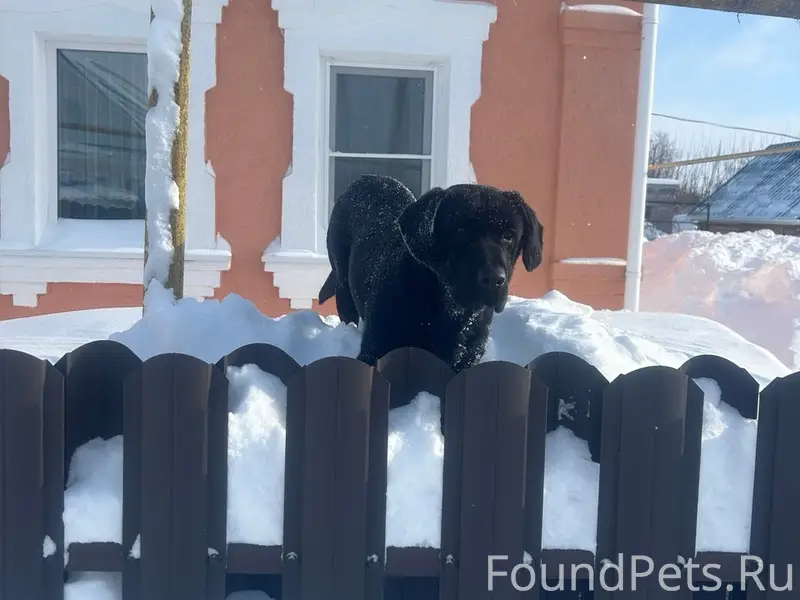 Пропал Рич, 2ая профсоюзная, район станции, гусево