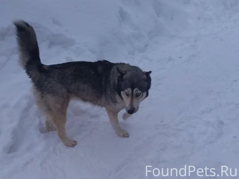 Пропала хаски, Хорлово