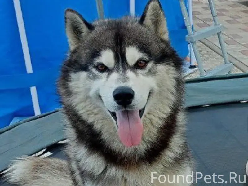 Пропала хаски, Безенчук, район школы №4