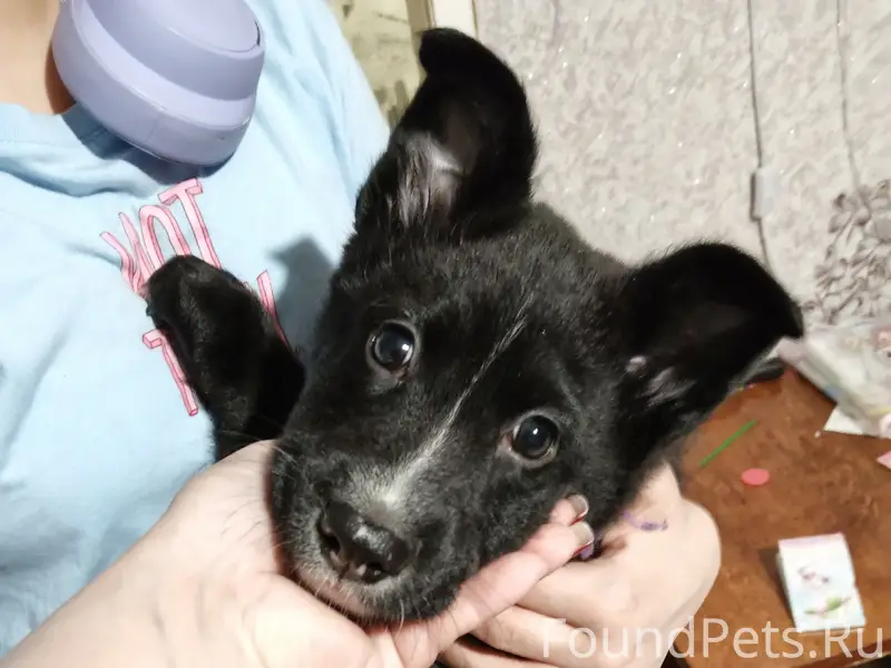 Найден щенок, около магазина Бристоль