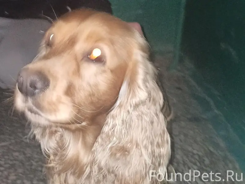 Найден спаниель, Бажова 20