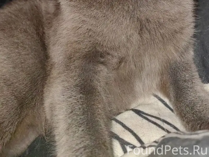 Пропала кошка, ул. Героя Попова 8