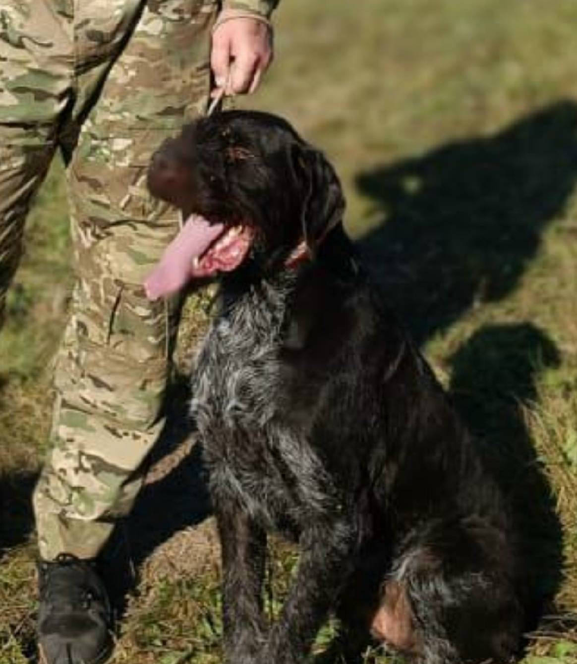 Пропал пёс Марк, Мясново