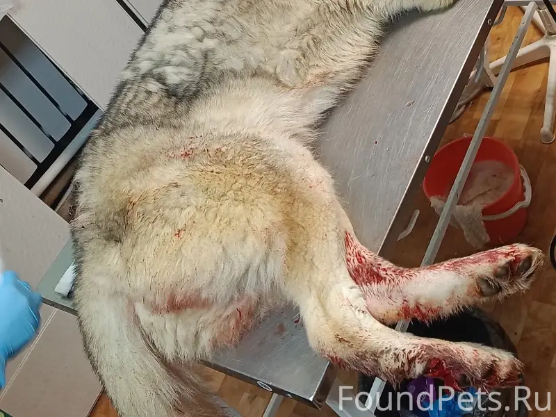 Найден пёс, район взрослого парка