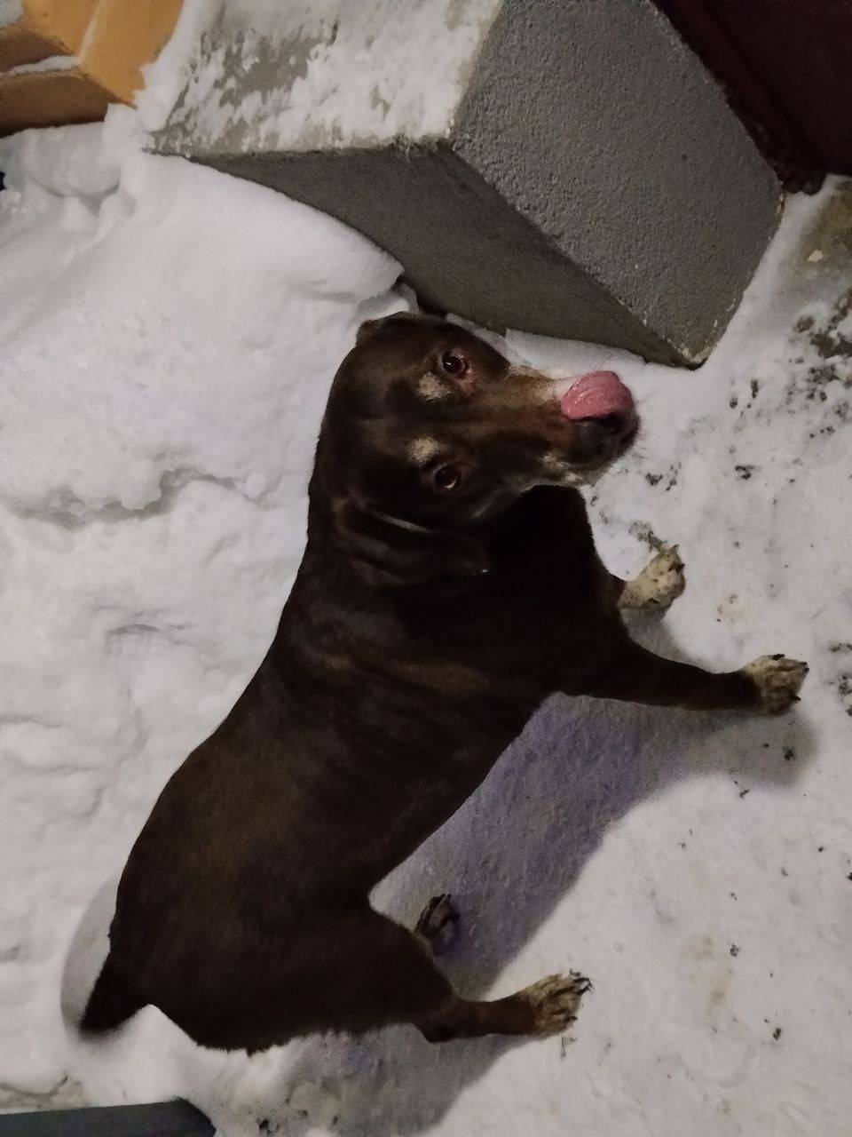 Найден пёс без ошейника, район ул. Орджоникидзе