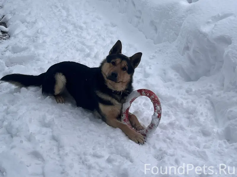 Пропал Бакс, собака с прокушенным ухом, Лемешки