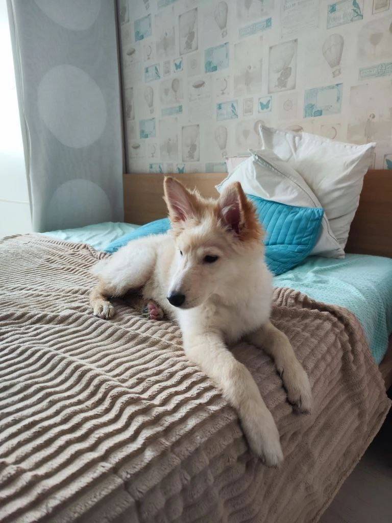 Найденна собака, Татарстан