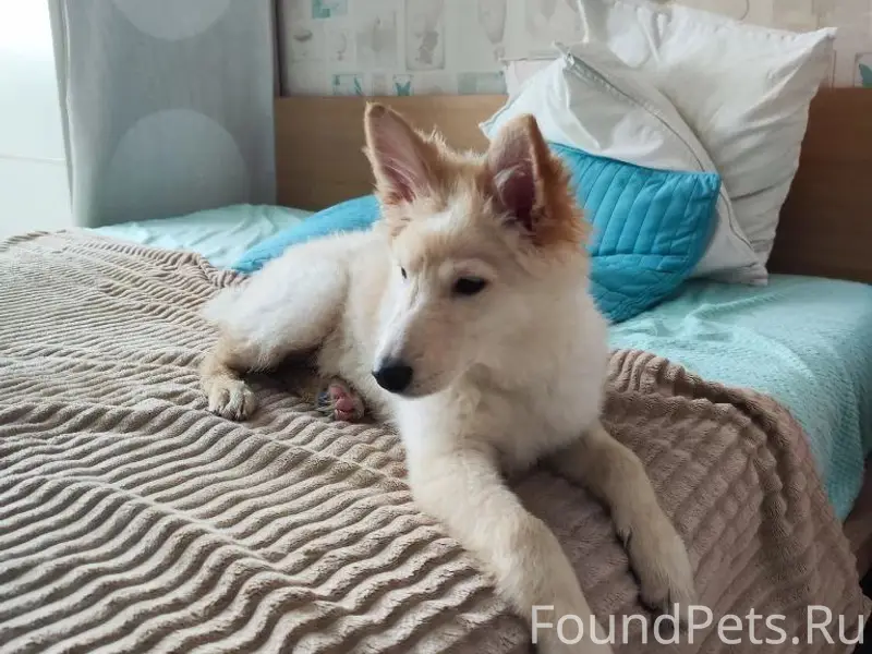 Найденна собака, Казань