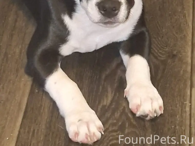 Пропала собака Молли, Заречье