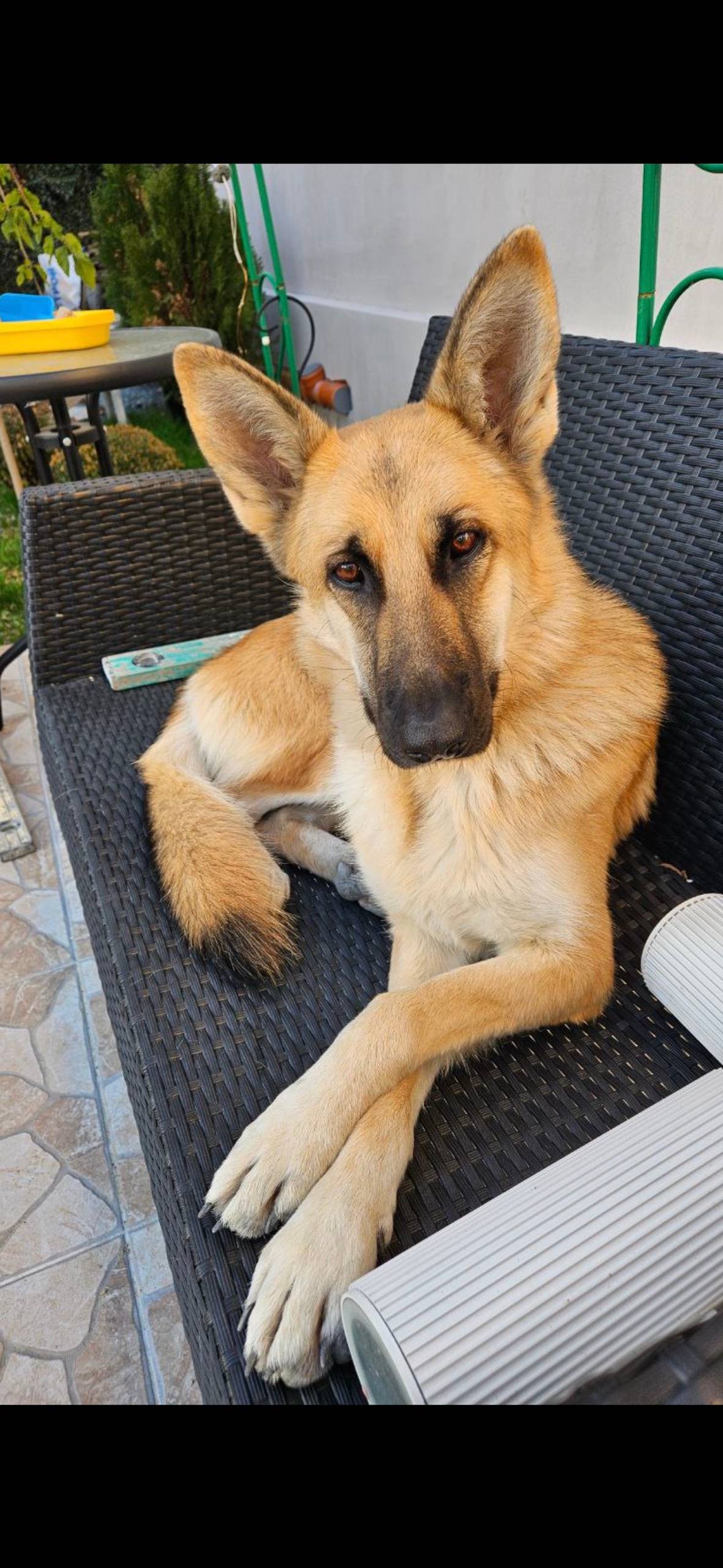 Пропала собака Берта, Симферополь