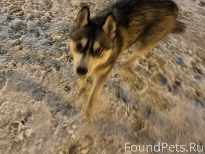 Пропала хаски, парк за цирком