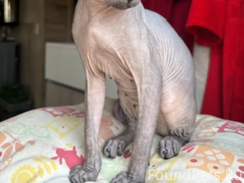 Пропал кот Бруно, Санино