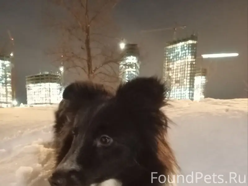 Пропала шелти Клёпа, Нагатинская набережная