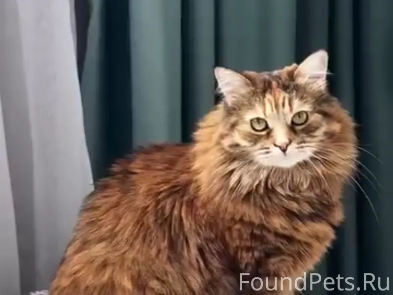 Пропала кошка, район 5 км