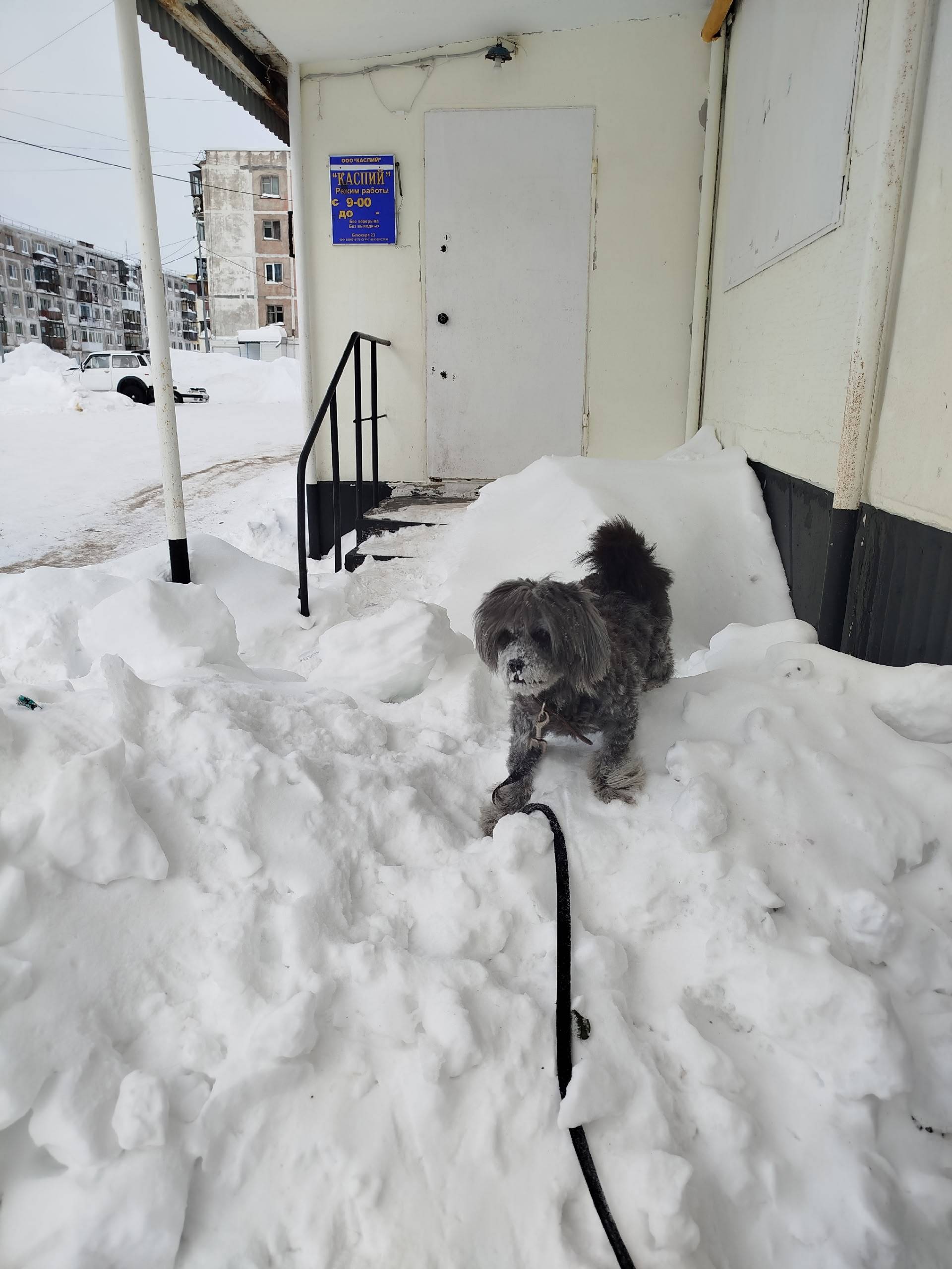 Пропала собака, Оха