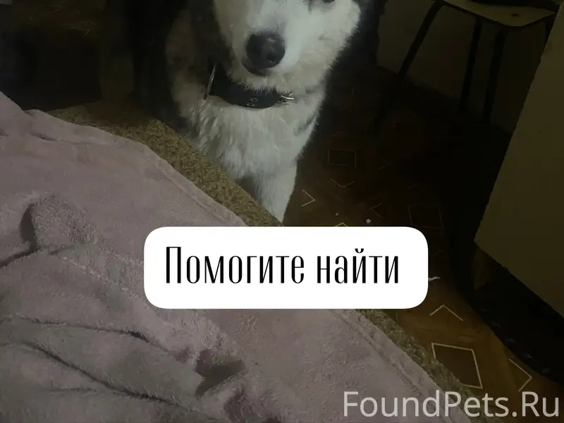 Пропал хаски Бося, г. Ставрополь