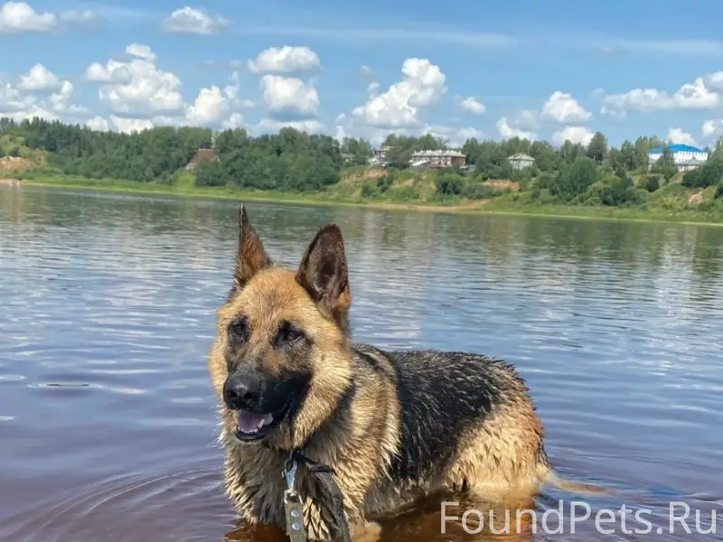 Пропала овчарка Альма, д. Поповкино