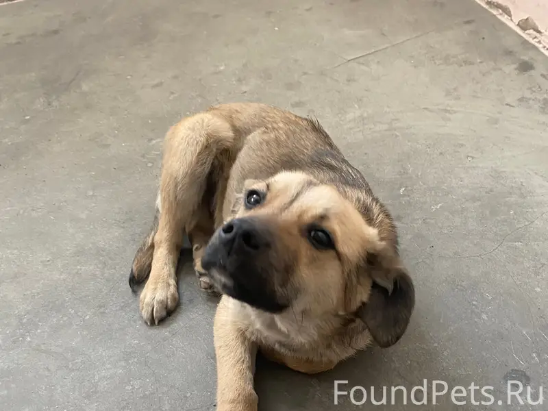 Найден пёс, ул. Комсомольская